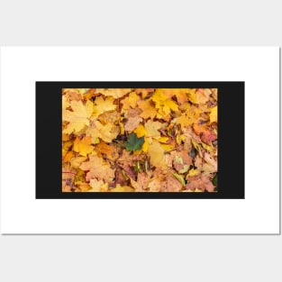 One green leaf among orange yellow maple leaves Posters and Art